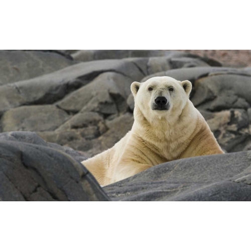 Norway, Svalbard Polar bear on rocky ground